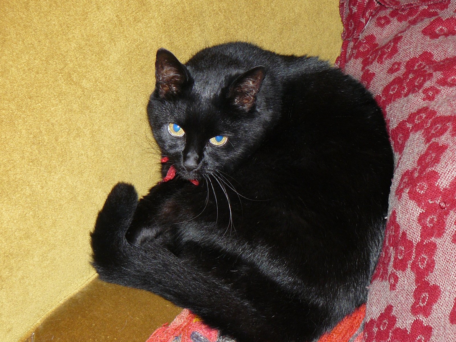 A black cat resting on a sofa indoors.