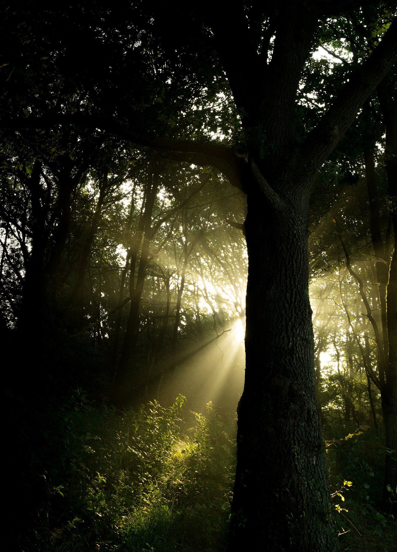 Sunbeams filtering through trees in a forest.