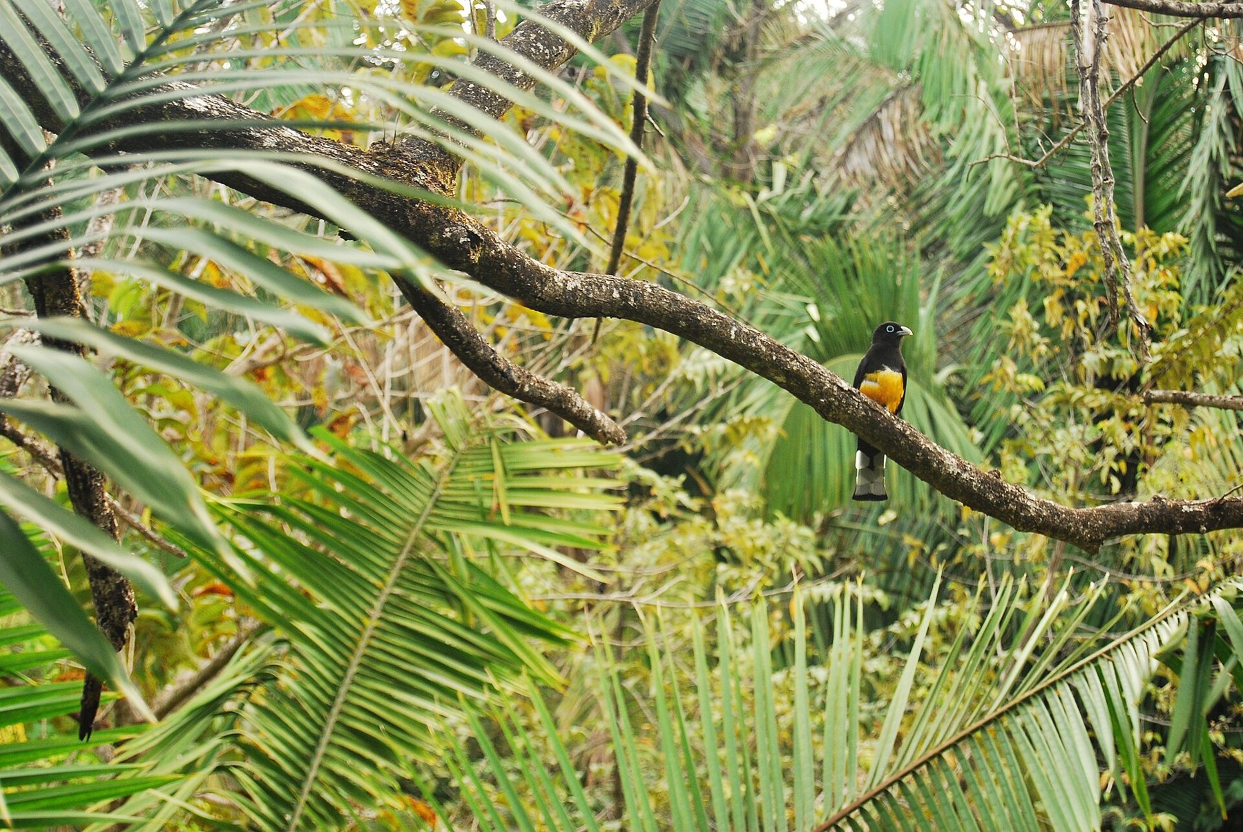 A tropical bird perched on a branch.